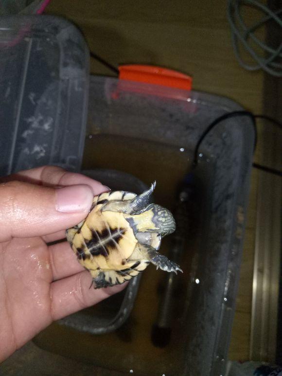 龟不用加热棒怎么给龟加温,龟治病加热棒推荐