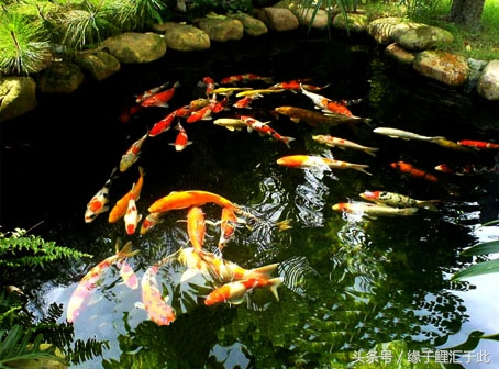 鱼水肿了还能吃吗,鱼水肿眼睛突出