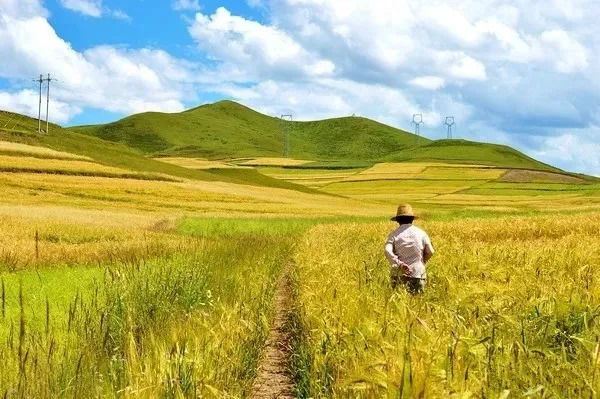 秋天甘南旅游攻略,看甘南草原风光