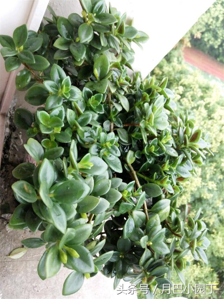 金鱼吊兰正确养法爆盆最快,金鱼吊兰几月开花结实好养