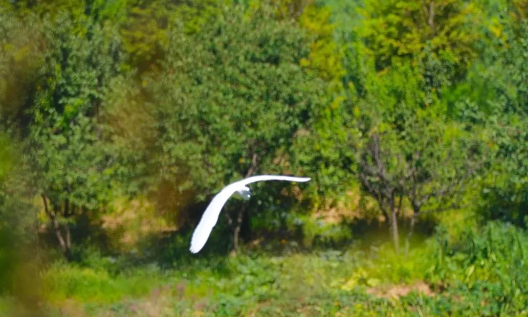 蟠龙河，清晨羊鹭齐歌，难得一见！