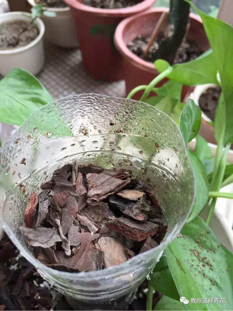 塑料瓶加点树皮，垒起来养成了绿萝树，发疯猛长叶宽20厘米！