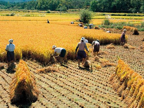 一亩地种植小麦利润大概多少钱,种植水稻一年收入多少钱