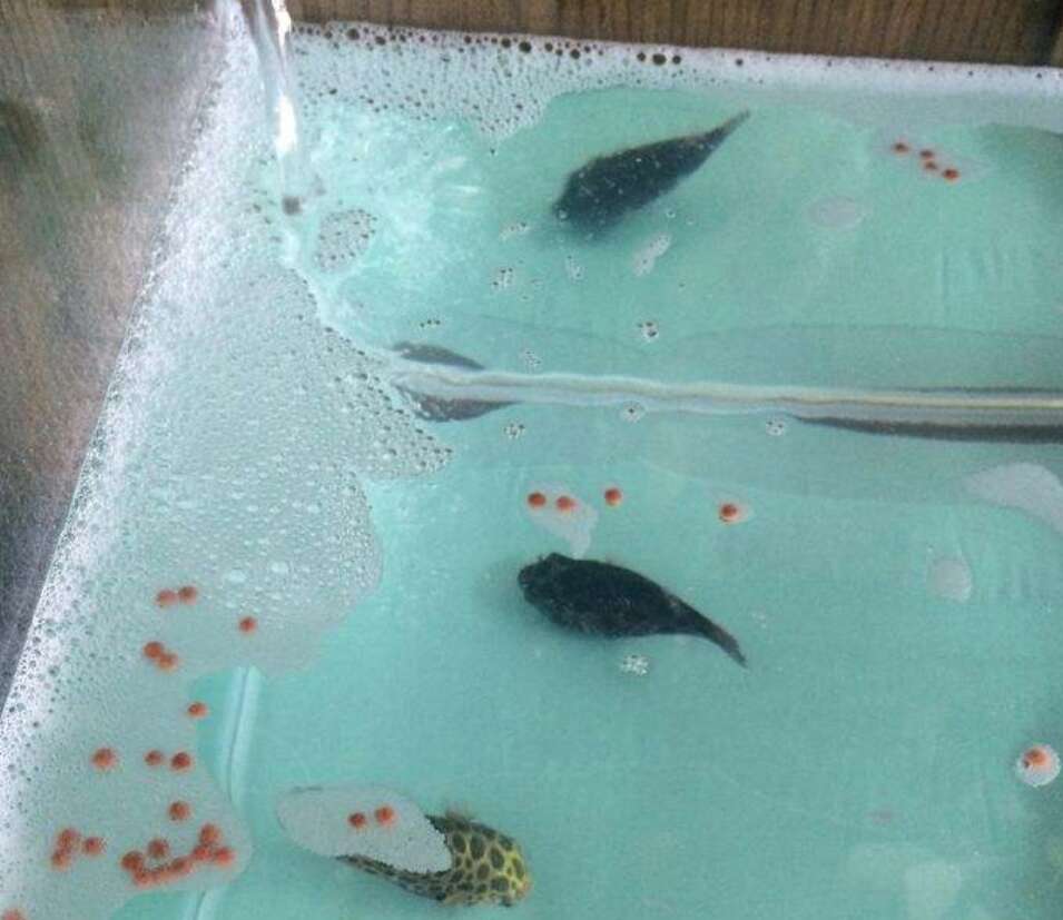 鱼缸出现油膜用什么鱼清理,鱼缸水面有油膜和气泡怎么办