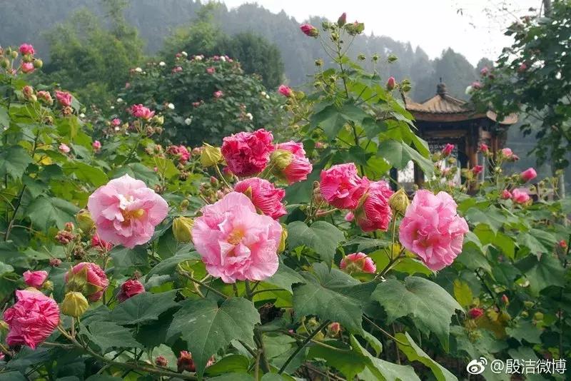 成都坐动车5小时到的城市,金堂18分钟飙拢成都中心城区