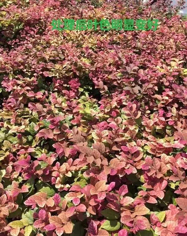 红花檵木花蔫了怎么补救,红花檵木叶子有锈斑怎么处理