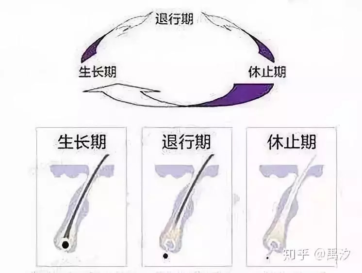 我们年轻人脱发,当代年轻人普遍脱发的原因