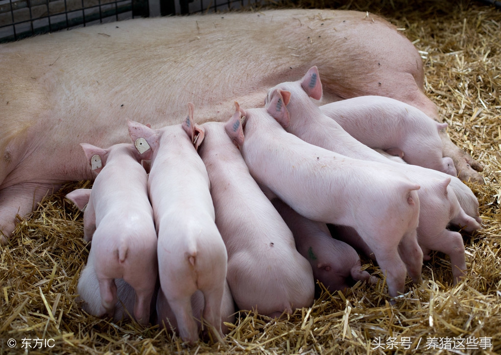 妇炎洁在水产养殖中的作用,养猪技术分享猪病防控