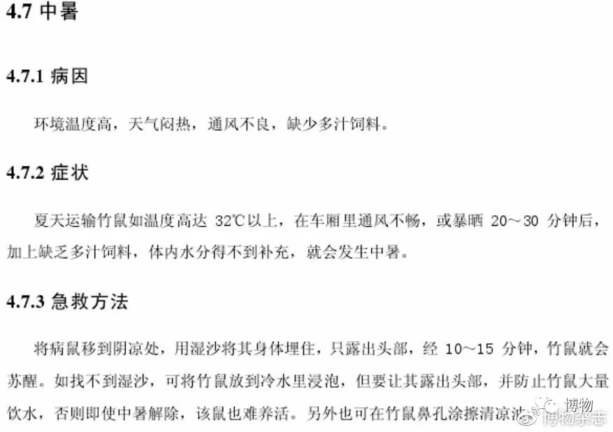 华农兄弟的竹鼠为什么总是中暑,竹鼠中暑有什么表现