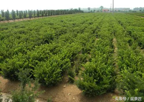 净化空气发财树盆栽注意事项,红豆杉烂根如何复活