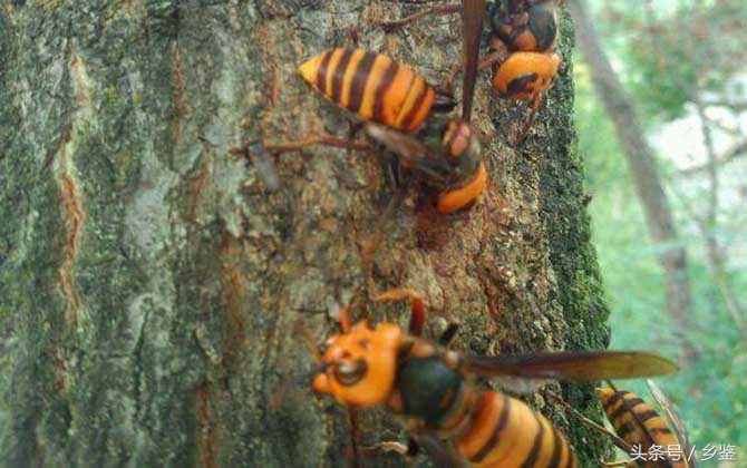 虎头蜂为什么怕毒蜂,农村最毒的蜂
