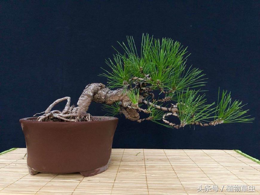 黑松盆景临水方法 (黑松临水盆景怎么养)