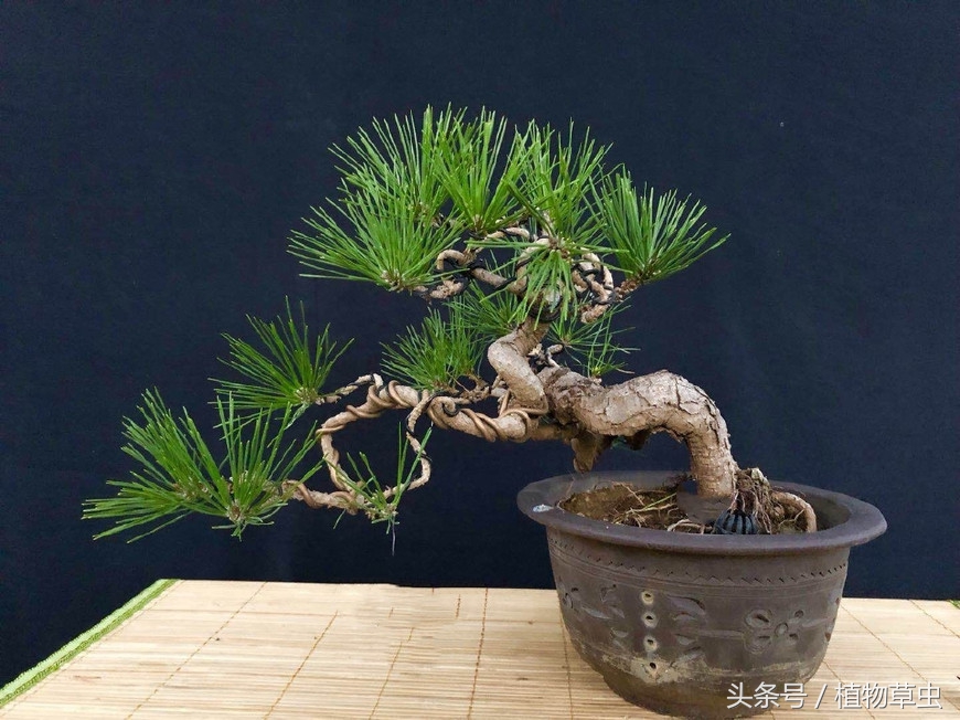 临水黑松精品盆景欣赏,临水黑松盆景用什么盆