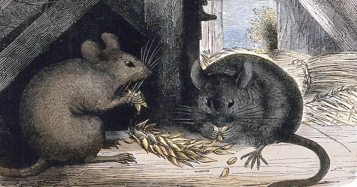 老鼠药差点毒死全村,老鼠药毒不死人