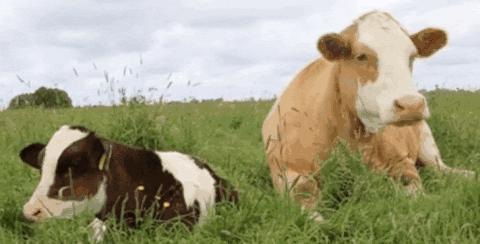 老鼠药差点毒死全村,老鼠药毒不死人