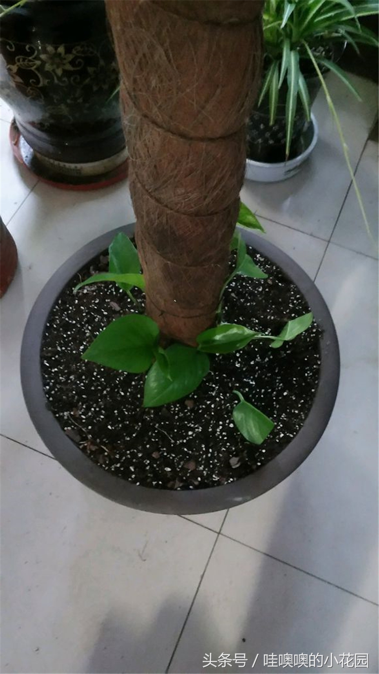 绿萝树叶子发黄耷拉,绿萝叶子与枝条发黄还能缓过来吗