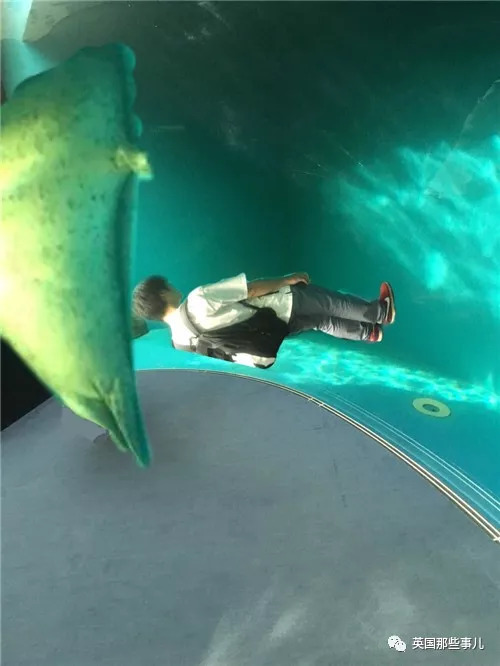 没有干劲的废柴海豹，只要心中有床，在哪里都可以豹睡个爽啊……