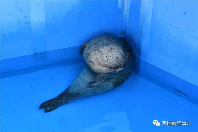 没有干劲的废柴海豹，只要心中有床，在哪里都可以豹睡个爽啊……