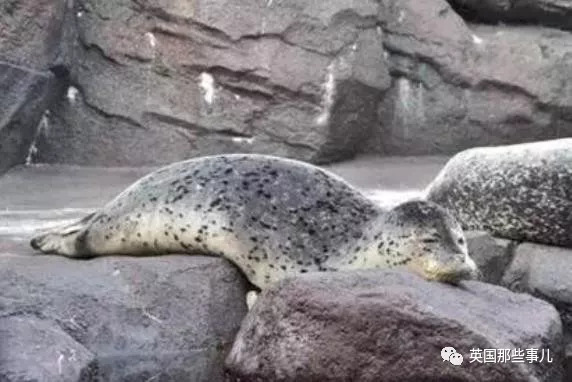 没有干劲的废柴海豹,只要心中有床,在哪里都可以豹睡个爽啊……