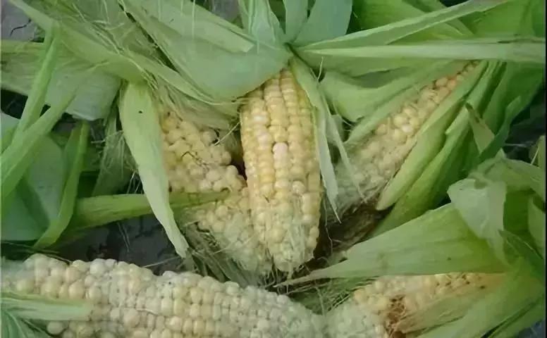 玉米现在缺苗补种什么,玉米顶部缺粒怎么办