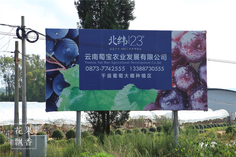 葡萄一年二次果好吃吗,葡萄二次结果怎么样