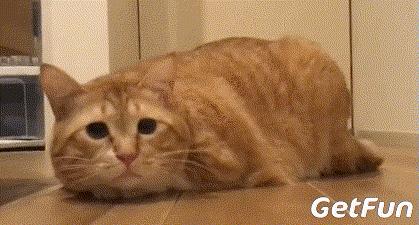 猫咪喜欢和你睡的6个原因,猫喜欢和你一起睡