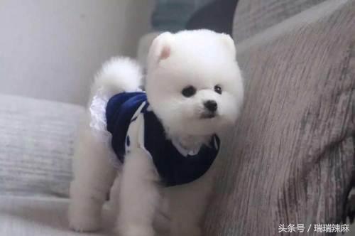 比熊皮肤病怎么弄,比熊皮肤病怎么治用什么药