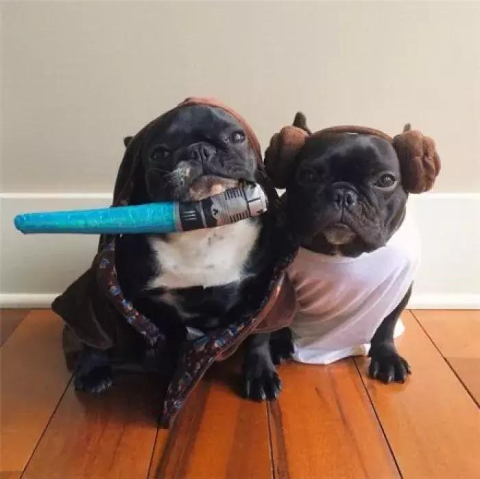 法牛洗澡没吹干,法牛洗澡的正确方法