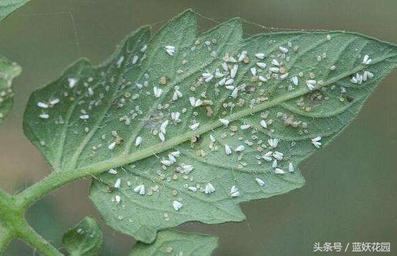 小妙招杀虫药,杀虫剂一招搞定