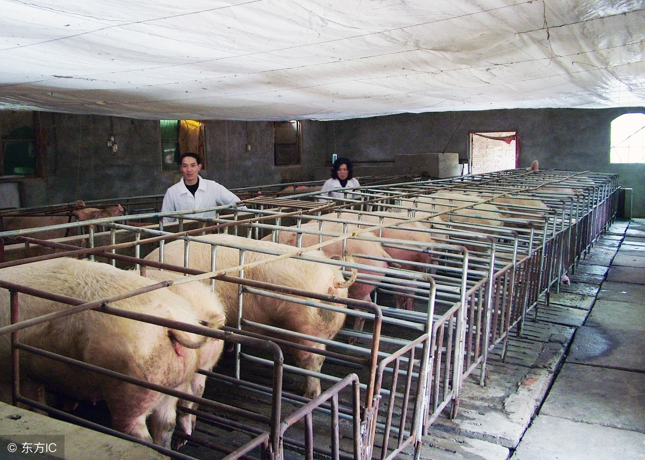 养猪人要注意这8个问题,养母猪的十大风险点及措施