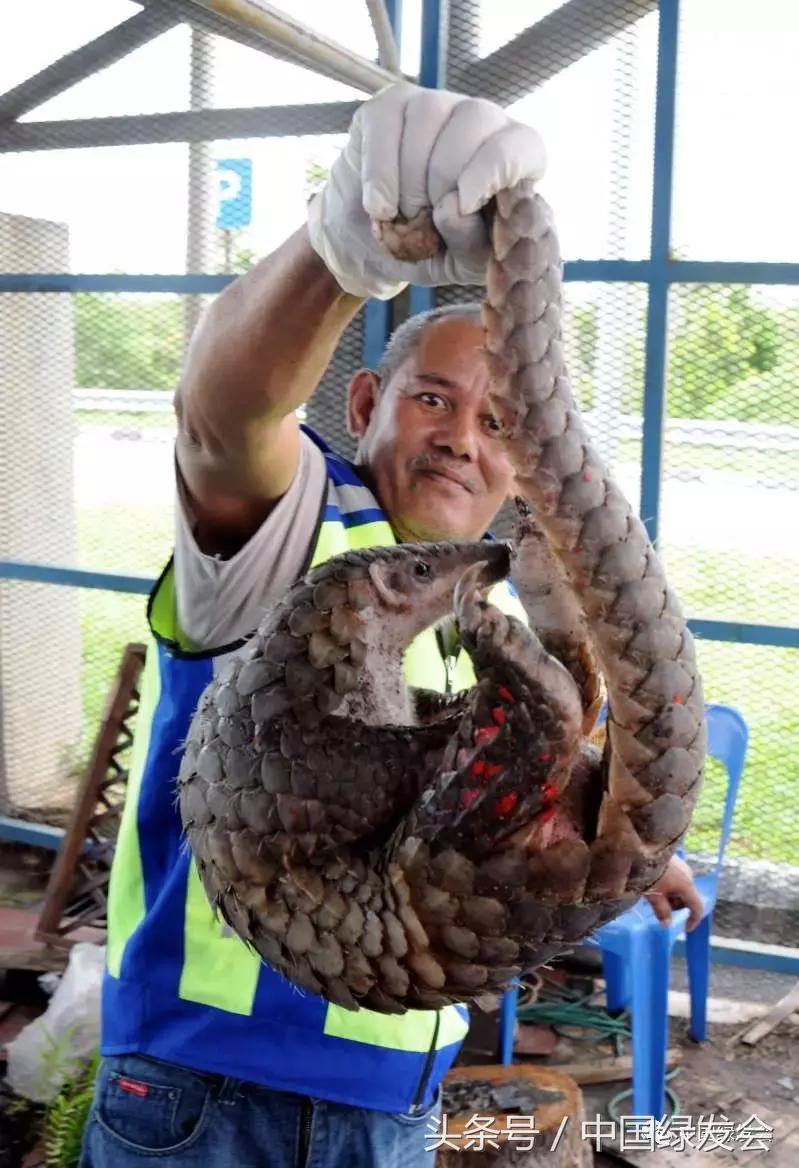 香港中医教授：勿迷信穿山甲鳞片夸大其词的药效，有多种替代品