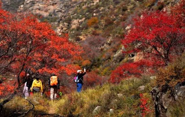 呼和浩特哪个沟秋景好,呼和浩特红石崖秋景