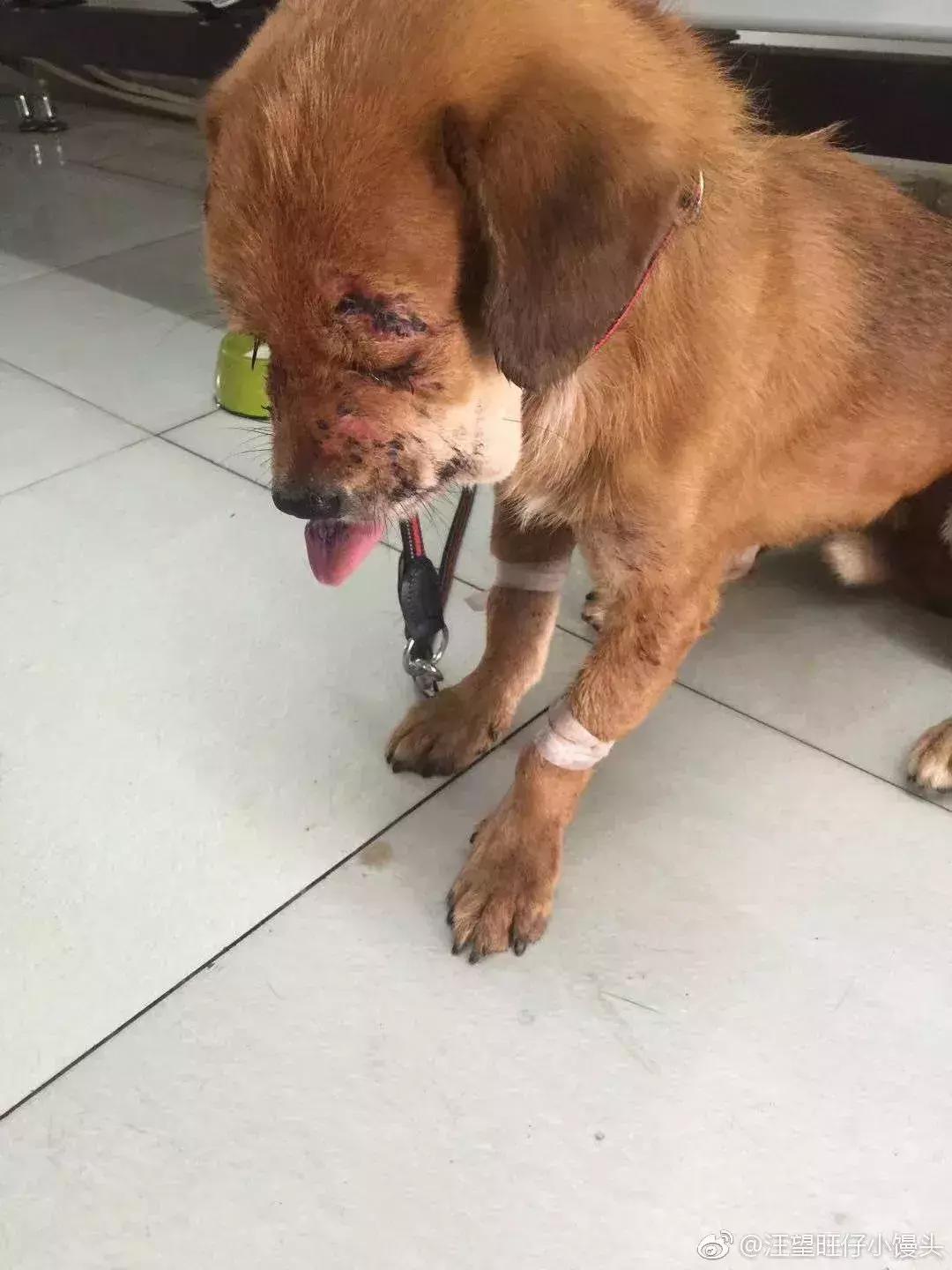 歹毒虐狗的人渣,请滚出天津!