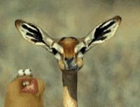 奶茶中的仙草冻会化吗,奶茶里面的仙草冻的另一种叫法