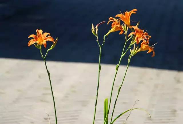 散步在美女如云的西伯利亚的心脏——伊尔库茨克