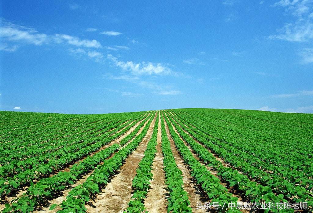 黄豆重茬用什么农药可防治病虫害,黄豆病虫害