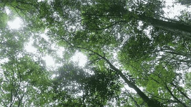 彭山景区免费政策,优待证去庐山景点全部免费吗