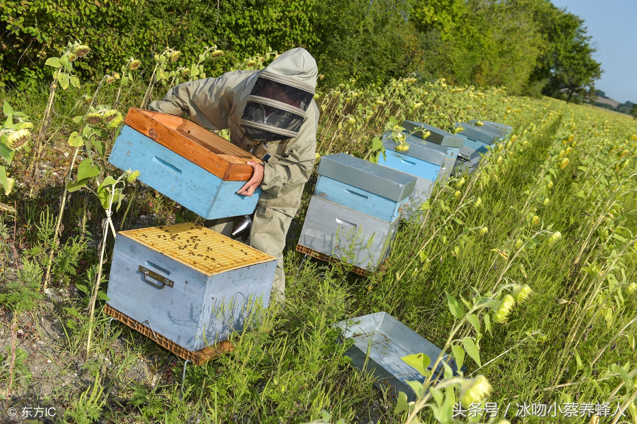 养蜜蜂农村技术,养蜜蜂很难吗
