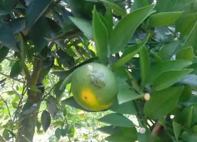 农业害虫臭屁虫,放屁虫怕什么怎么才能消灭它