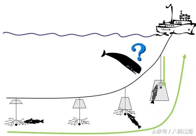 长钩柄鱼钩钓鲫鱼,长绳排钩钓鱼怎么钓鲫鱼