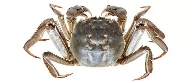 男子这样吃蟹险丧命！阳澄湖大闸蟹将上市，吃蟹千万别忘这些