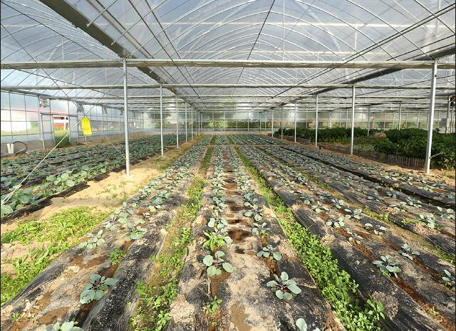 崇明旅游小镇,印象崇明岛