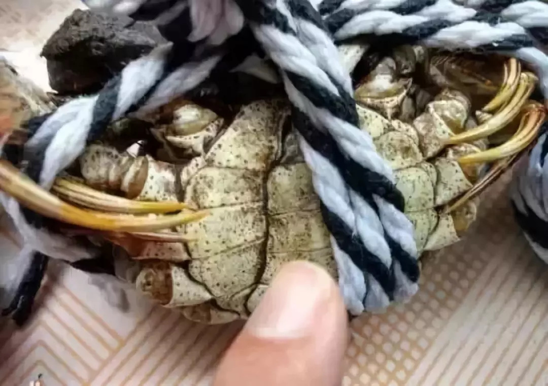 阳澄湖大闸蟹怎样辨真伪,阳澄湖大闸蟹官网辨别真假方法