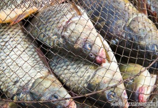 “*战野**”切勿触碰的5个禁忌，否则空军而归