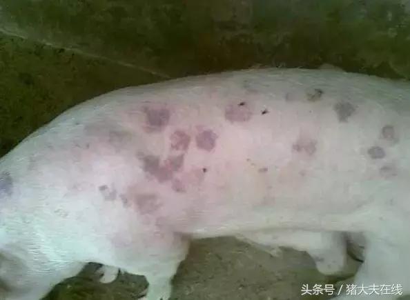 猪丹毒卷土重来？猪友损失惨重！治疗方案在这里