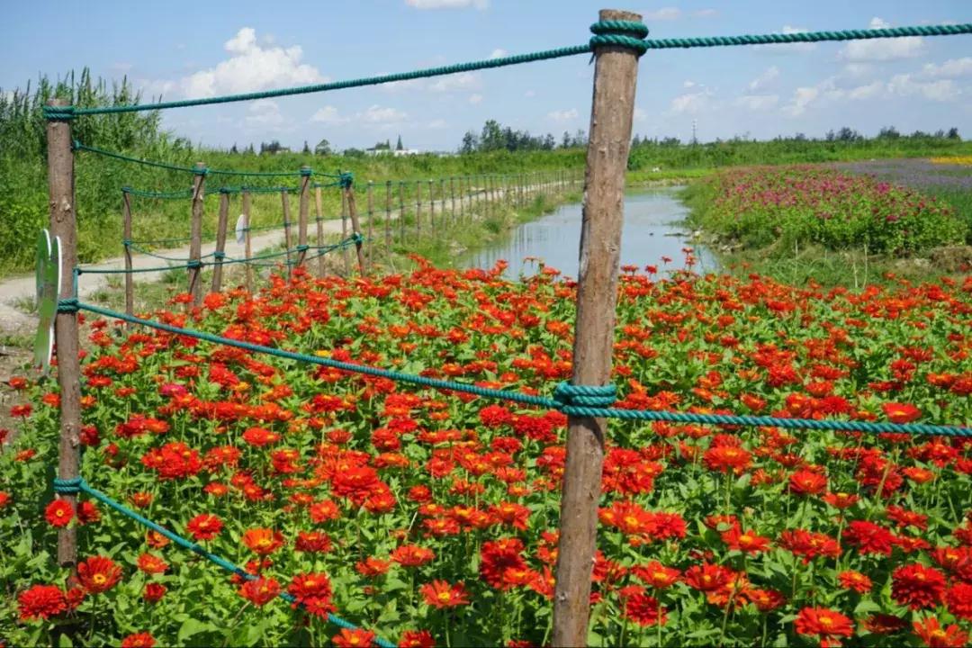 宁波花海网红打卡地,宁波镇海十七房花海