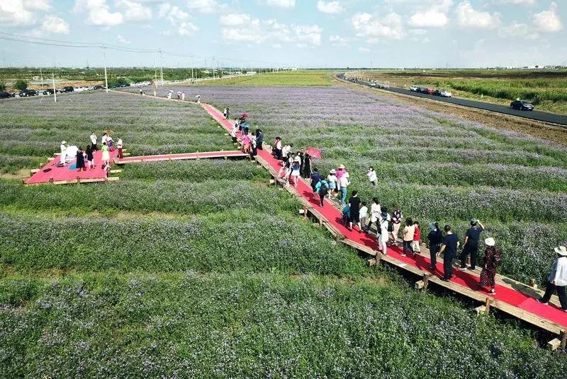 宁波花海网红打卡地,宁波镇海十七房花海
