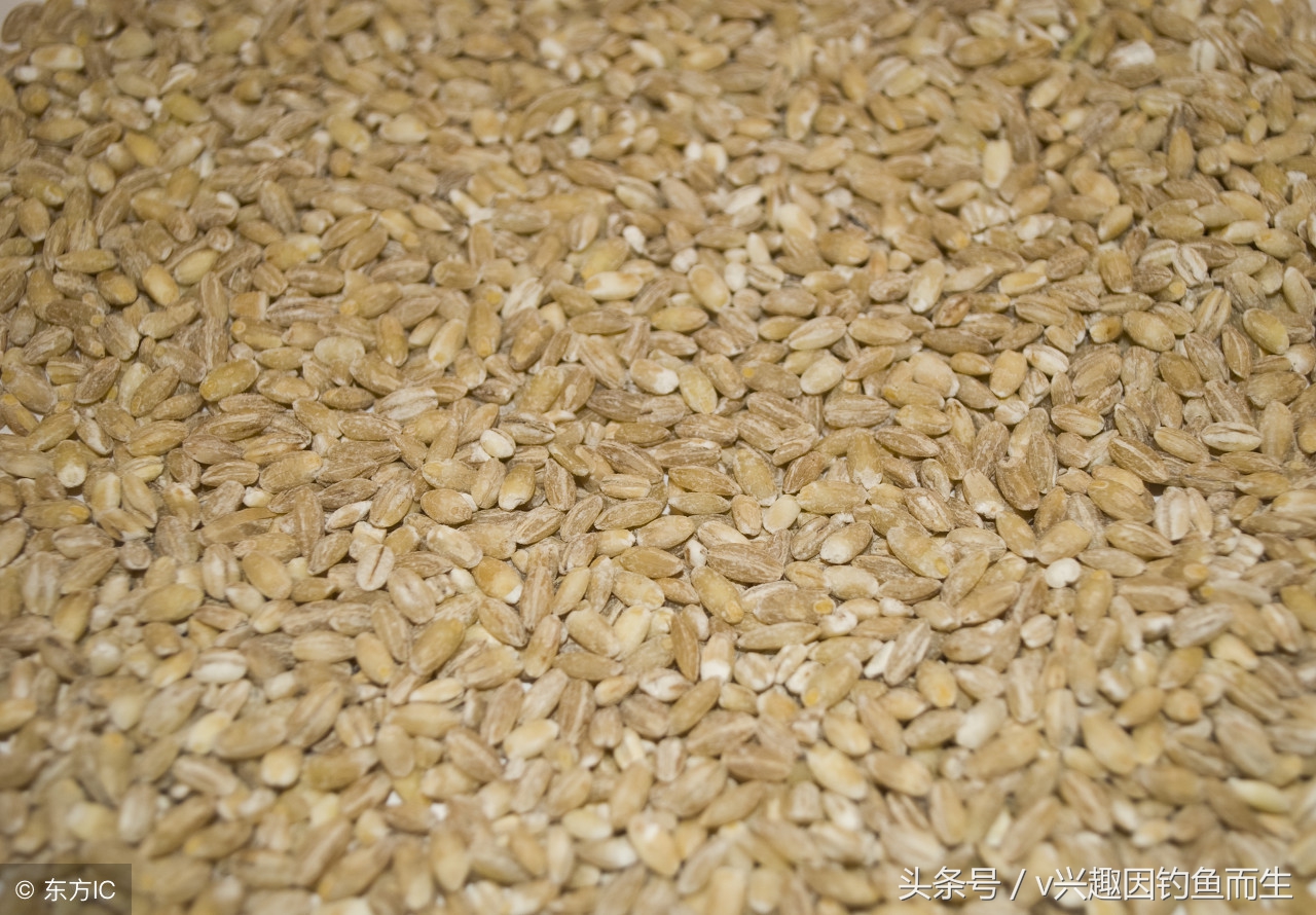 钓鳊鱼用什么饵料钓效果最好,钓鳊鱼商品饵料怎么选合适