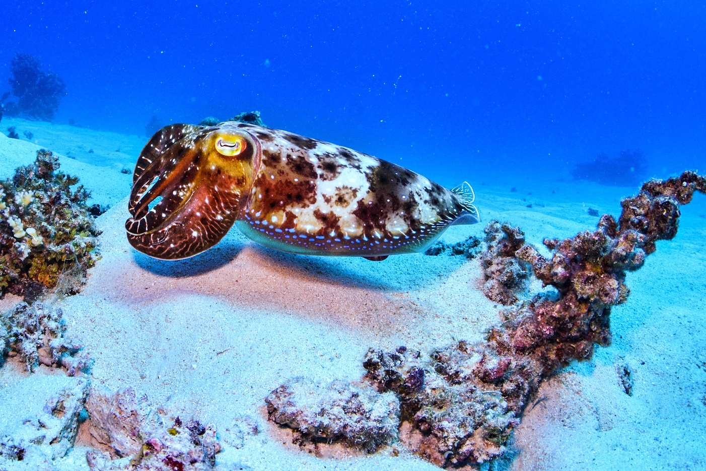 大堡礁的神奇之处,大堡礁位置图