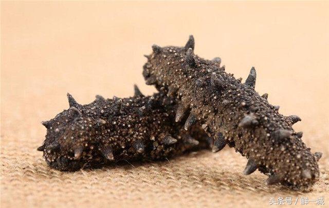 外国人吃海参的正确方法,孩子吃海参的正确方法